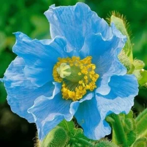 Himalayan Blue Poppy Meconopsis Seeds - Perennial Flowering Plant - 5000 Seeds - Image 4
