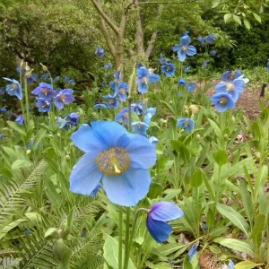 Himalayan Blue Poppy Meconopsis Seeds - Perennial Flowering Plant - 5000 Seeds - Image 7
