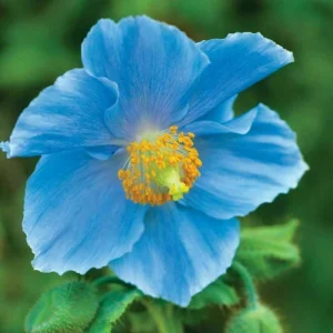 Himalayan Blue Poppy Meconopsis Seeds - Perennial Flowering Plant - 5000 Seeds - Image 9