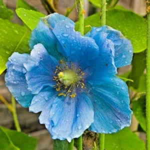Himalayan Blue Poppy Meconopsis Seeds - Perennial Flowering Plant - 5000 Seeds - Image 1