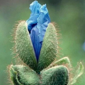 Himalayan Blue Poppy Seeds - Meconopsis Grandis - Perennial Flowering 200 Seeds - Image 4