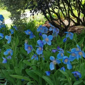 Himalayan Blue Poppy Seeds - Meconopsis Grandis - Perennial Flowering 200 Seeds - Image 6