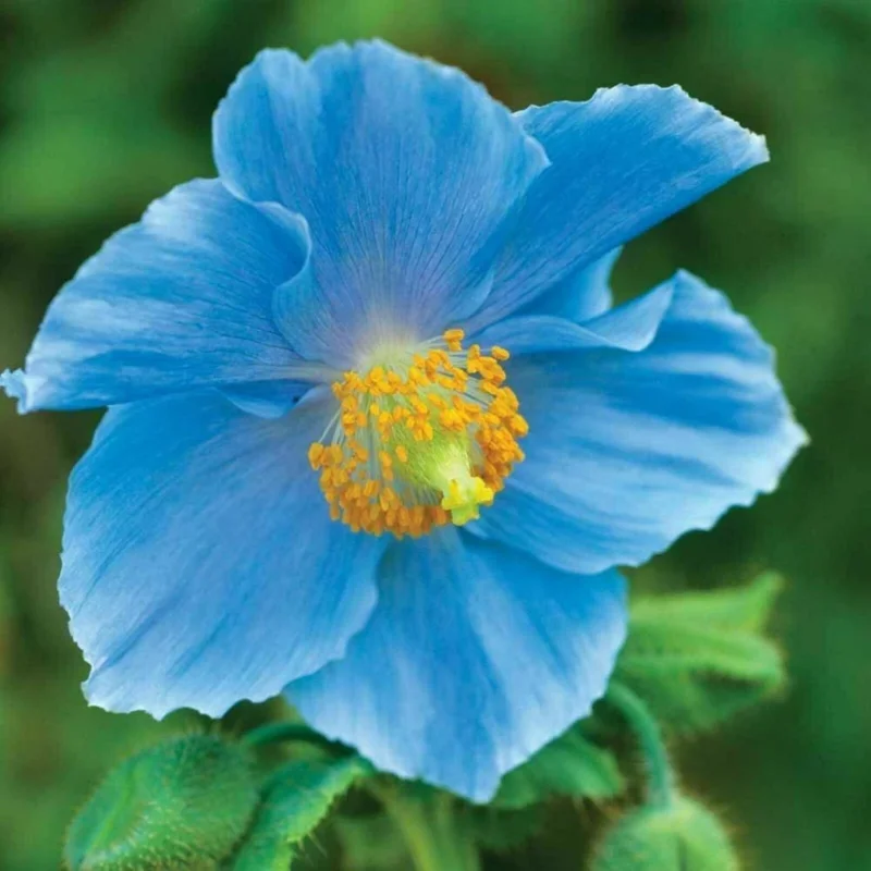 Himalayan Blue Poppy Seeds - Meconopsis Grandis Perennial Flower Seeds - Blue Flowering, Easy Grow - Image 8