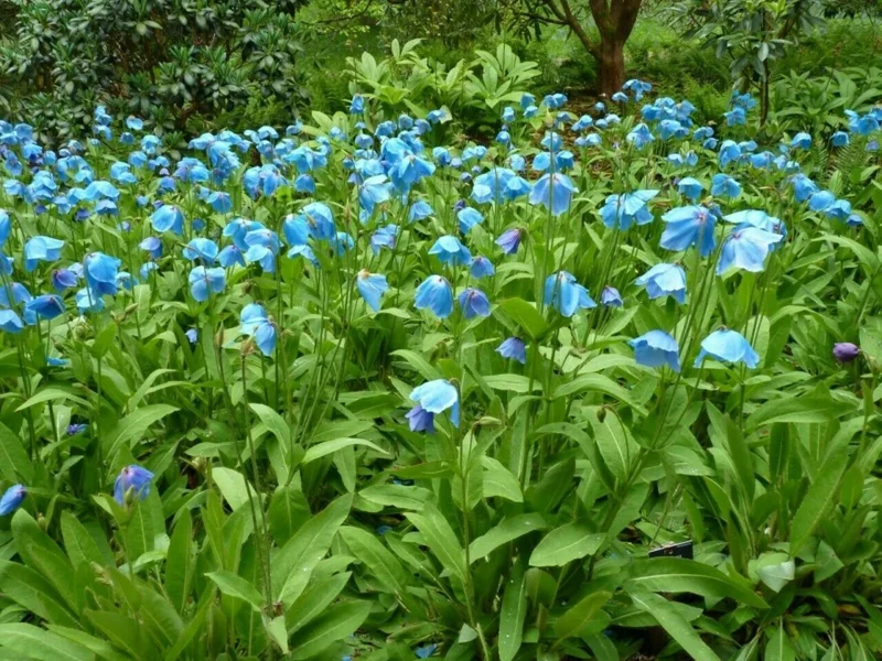 Himalayan Blue Poppy Seeds - Meconopsis Grandis - Perennial Flowering 200 Seeds - Image 8