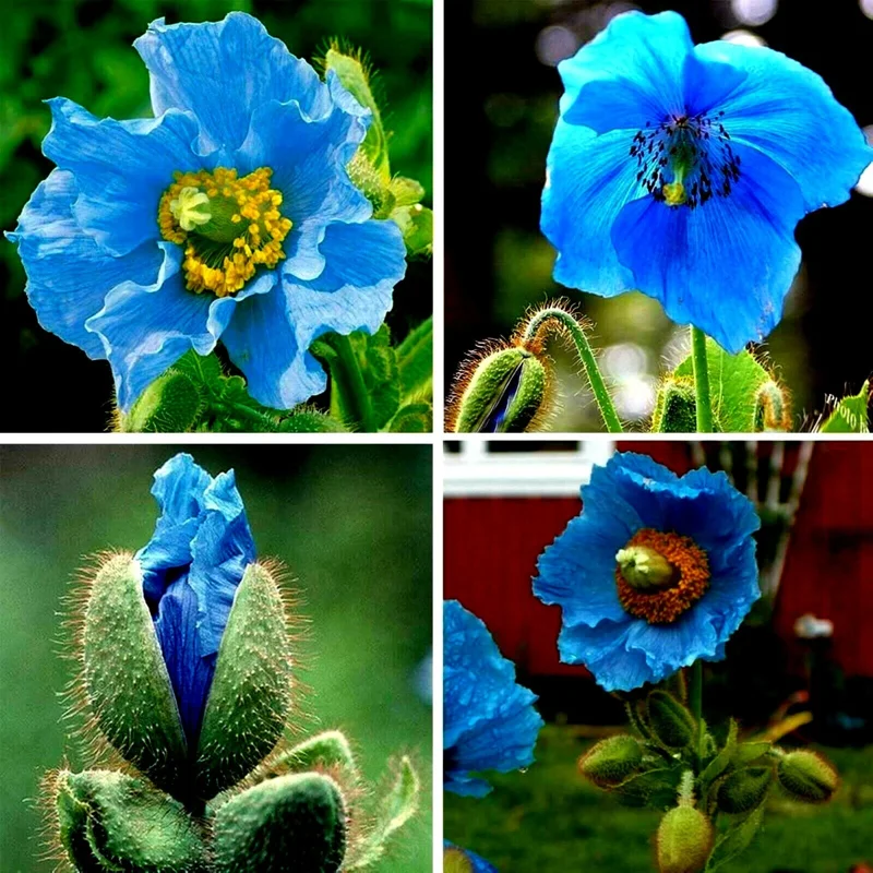 Himalayan Blue Poppy Seeds - Meconopsis Grandis Perennial Flower Seeds - Blue Flowering, Easy Grow - Image 1