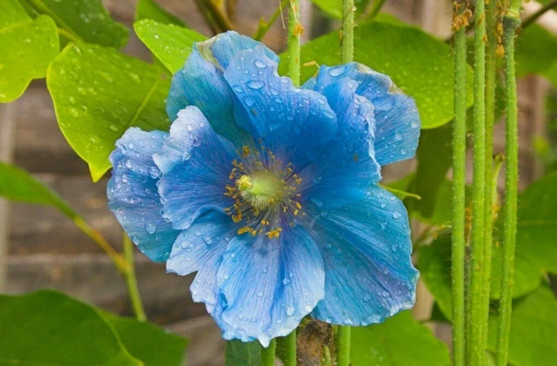 Himalayan Blue Poppy Seeds - Meconopsis Grandis Perennial Flower Seeds - Blue Flowering, Easy Grow - Image 9