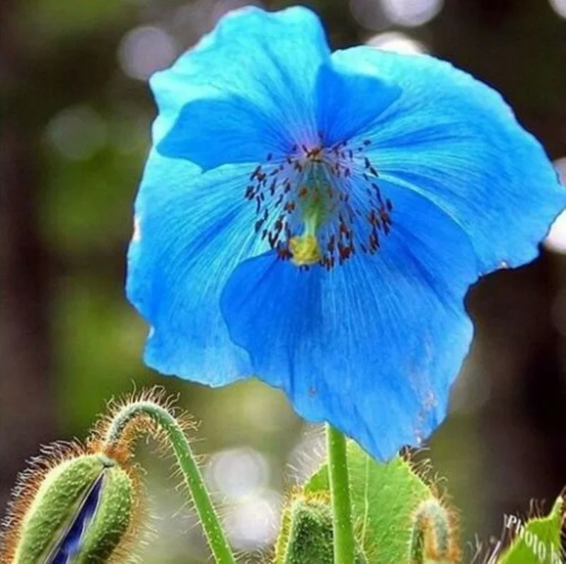 Himalayan Blue Poppy Seeds (Meconopsis) - Perennial Flowering for Home Garden - Image 2