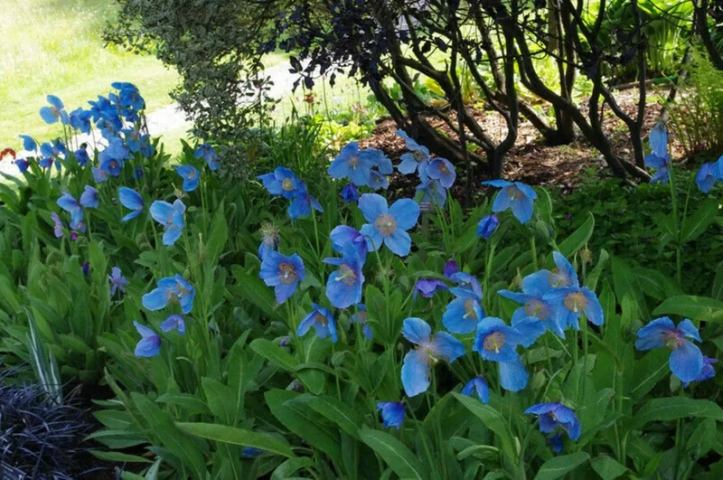 Himalayan Blue Poppy Seeds - Meconopsis Perennial Flower - 200 Seeds - Indoor & Outdoor - Image 5