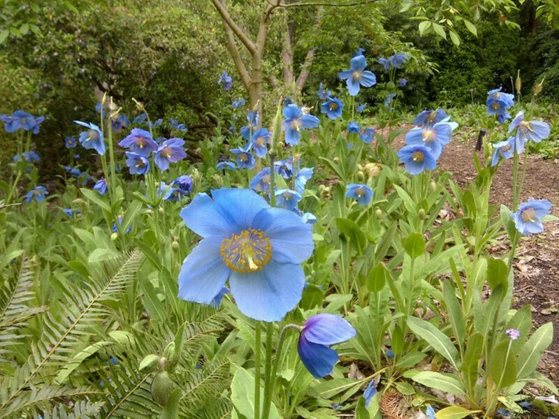 Himalayan Blue Poppy Seeds - Meconopsis Perennial Flower - 200 Seeds - Indoor & Outdoor - Image 6