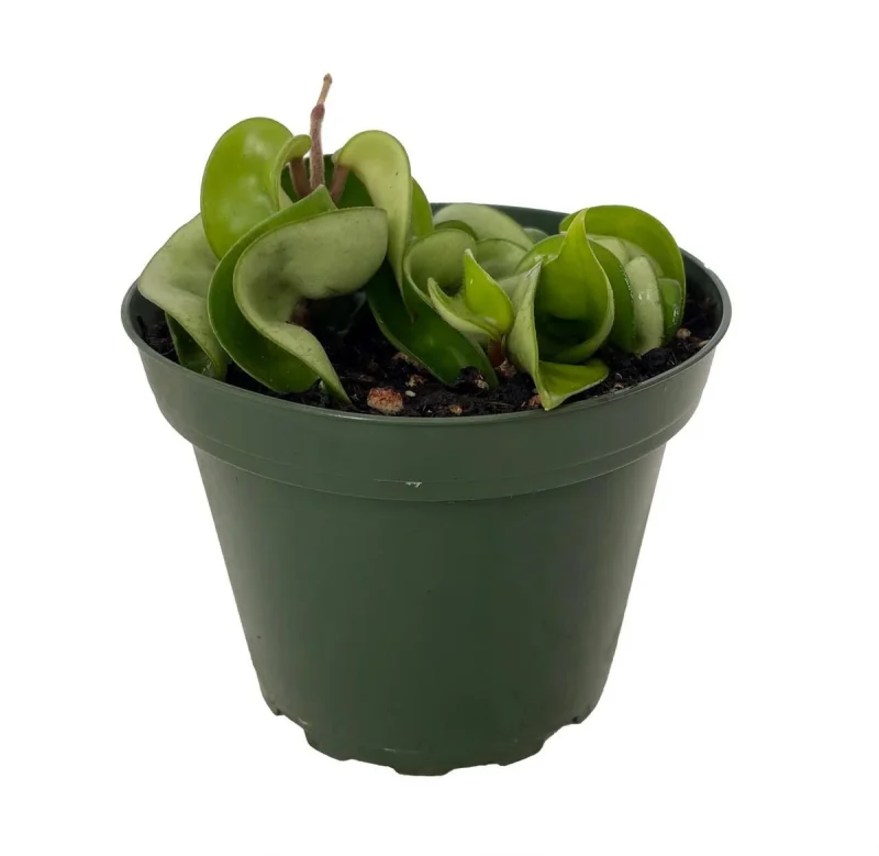 prayer plant care indoors Prayer Plant Maranta leuconeura