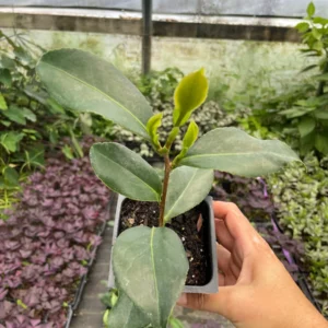 Hiryu Camellia Sasanqua Live Plant - 3.5 inch Pot - Fall Blooming Outdoor Shrub - Image 3