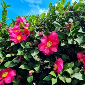 Hiryu Camellia Sasanqua Live Plant - 3.5 inch Pot - Fall Blooming Outdoor Shrub - Image 1