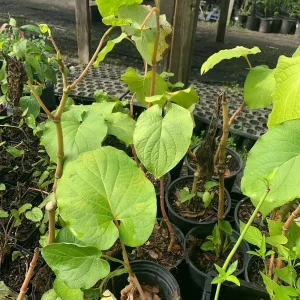 Hoja Santa Root Beer Live Plant - Piper auritum - 12" Tall in 4" Pot - Image 2