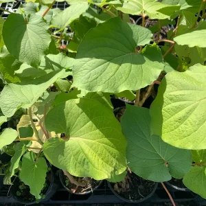 Hoja Santa Root Beer Live Plant - Piper auritum - 12