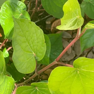 Hoja Santa Root Beer Live Plant – Piper auritum – Mature, 12 inch tall in 4 inch pot - Image 3