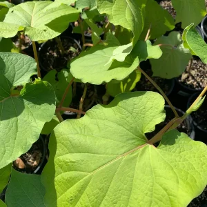 Hoja Santa Root Beer Live Plant – Piper auritum – Mature, 12 inch tall in 4 inch pot - Image 1