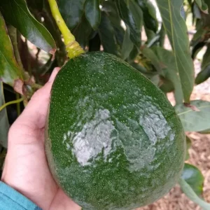 Holiday Avocado Tree Live Plant – Grafted – 1 Foot Tall – Outdoor - Image 1