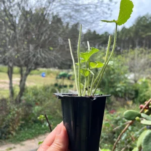 Hollyhock Live Plant - Tall Alcea Rosea Flower in 2.25" Pot - Outdoor Garden - Image 2