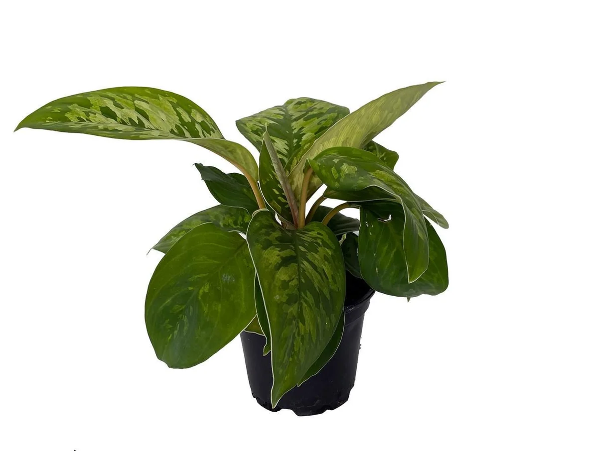 Homalomena Camouflage Live Plant - Queen of Hearts - 4 inch Pot - Houseplant - Image 2