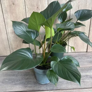 Homalomena Emerald Gem Live Plant - 6 inch Potted Houseplant, Indoor - Image 6