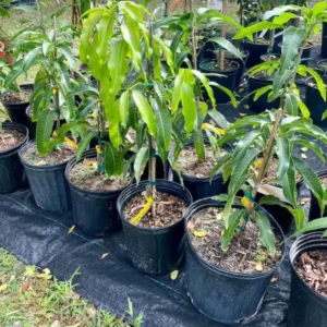 Honey Kiss Mango Live Tree - Grafted, 2-4 ft Tall, Fast Fruiting, Tropical - Image 4