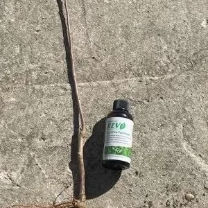 Honeycrisp Apple Tree Bareroot - 2-3 ft Tall Live Fruit Tree Outdoor USDA 3-8 - Image 3