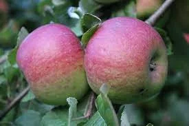 Honeycrisp, Pink Lady, Mutsu Apple Trees Bare Root 2-3 ft Tall - Fruit Plant - Image 7