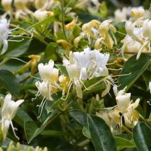 Honeysuckle Vine Live Starter Plant - 6+ Inches, Fragrant Perennial - Image 2