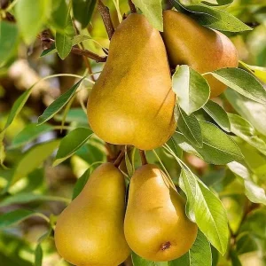 Hood Pear Tree - Live Plant - 4 Feet Tall - 3 Gallon Pot - Outdoor Fruit Tree - Image 1
