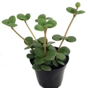 Hope Peperomia Live Plant - 2 Pack 2-inch Pots - Indoor Trailing Houseplant - Image 3