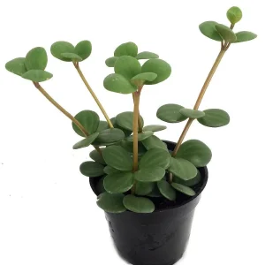 Hope Peperomia Live Plant – 4 inch Mini Hanging Basket – Indoor Houseplant - Image 3