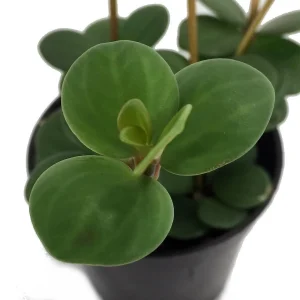 Hope Peperomia Live Plant – Easy Care Houseplant – 2.5" Pot – Indoor - Image 2