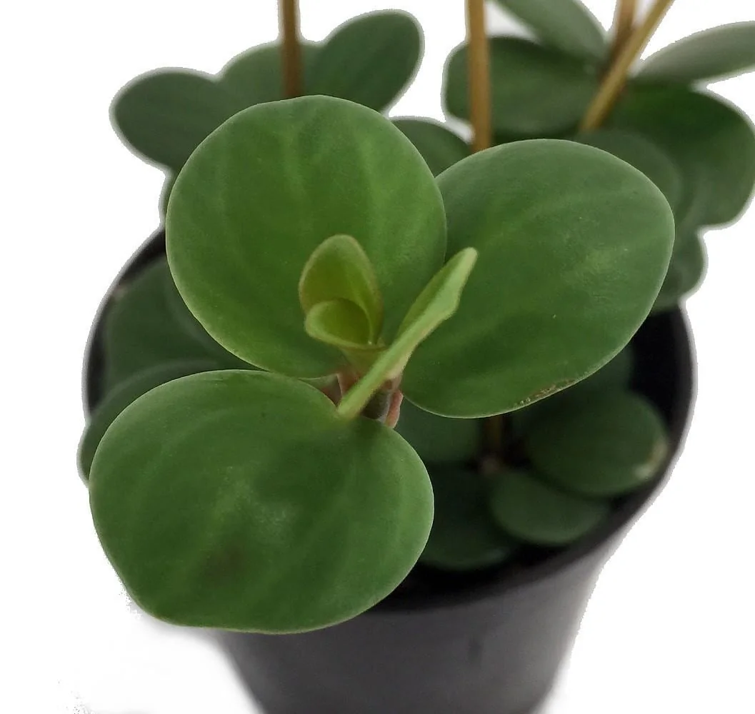 Hope Peperomia Live Plant – Easy Care Houseplant – 2.5" Pot – Indoor - Image 2