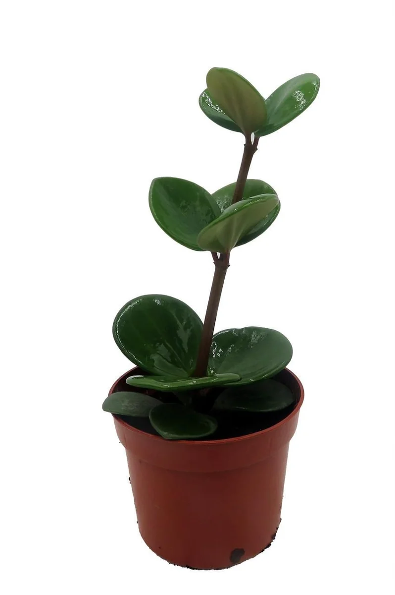 Hope Peperomia Live Plant – Easy Care Houseplant – 2.5" Pot – Indoor - Image 3