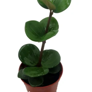 Hope Peperomia Live Plant – Easy Care Houseplant – 2.5
