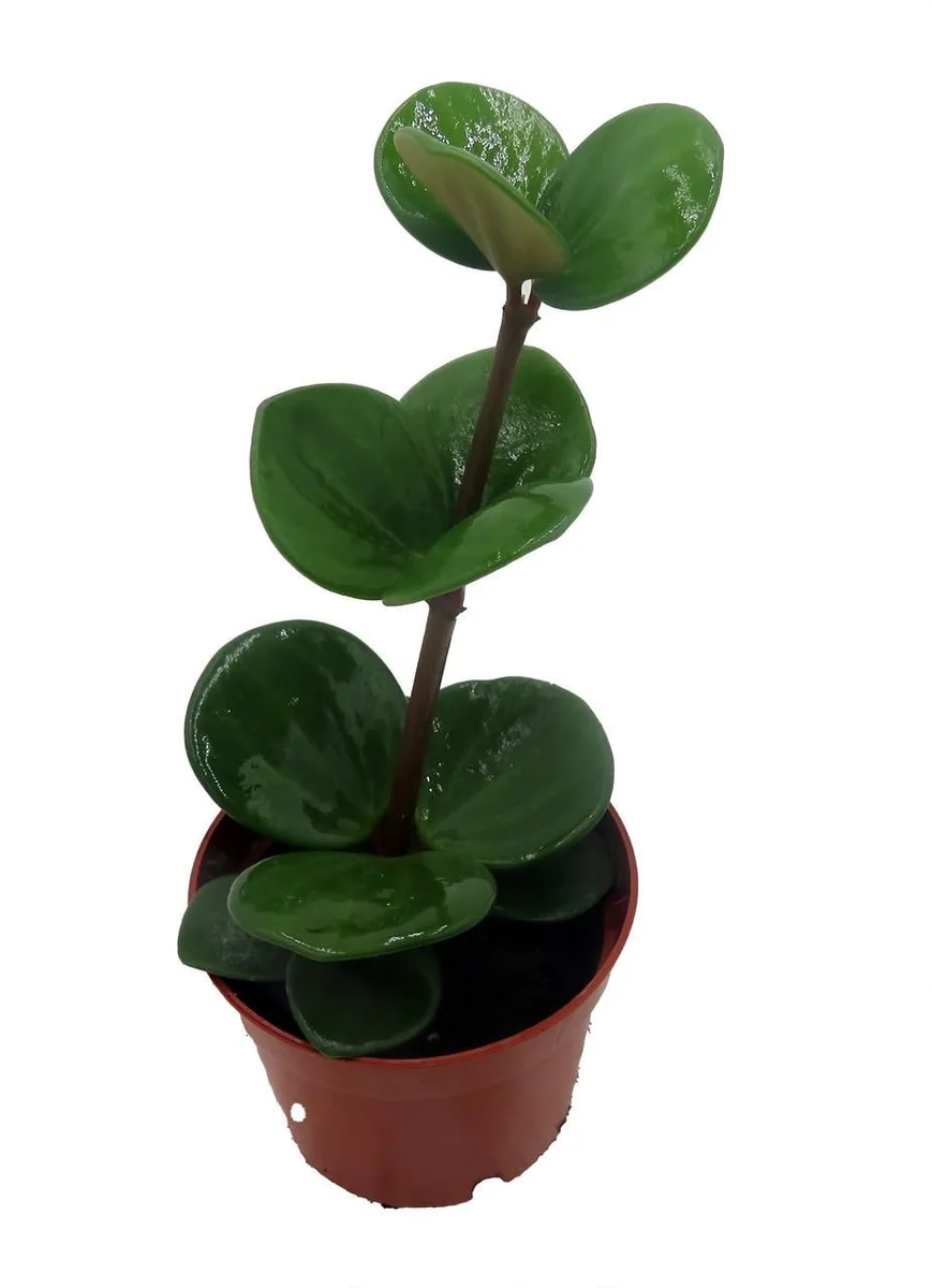 Hope Peperomia Live Plant – Easy Care Houseplant – 2.5" Pot – Indoor - Image 4