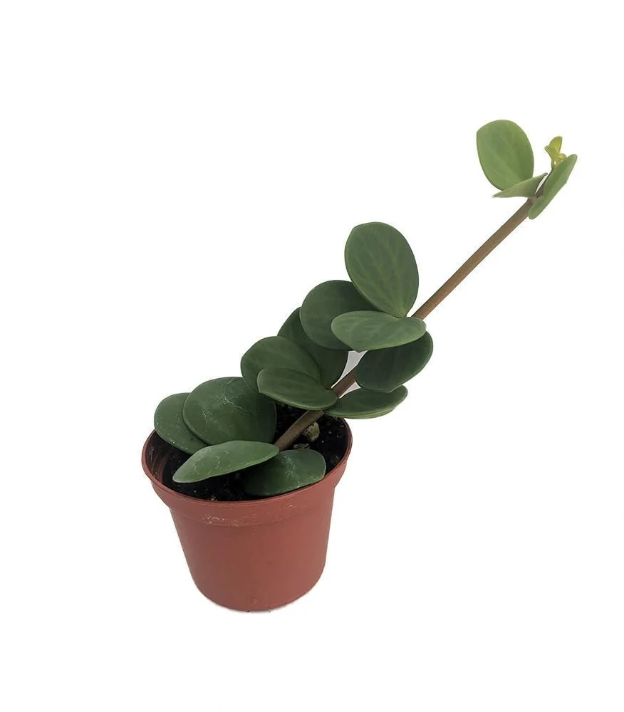 Hope Peperomia Live Plant – Easy Care Houseplant – 2.5" Pot – Indoor - Image 1