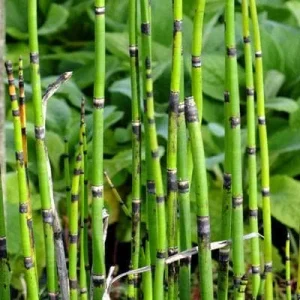 Horsetail Grass Live Plant – 4 inch Pot – Equisetum Hyemale – Outdoor - Image 2