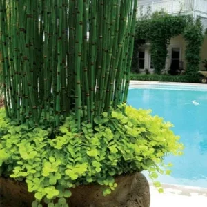 Horsetail Grass Live Plant - Equisetum Hyemale - 4 inch Pot - Outdoor Aquatic - Image 2