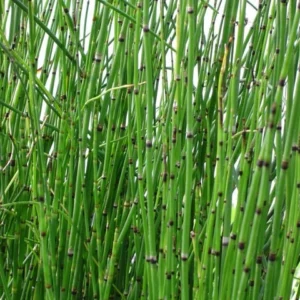 Horsetail Grass Live Plant - Equisetum Hyemale - 4 inch Pot - Outdoor Aquatic - Image 1