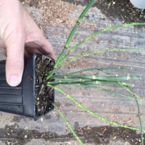 Horsetail Grass Live Plant - Equisetum Hyemale - 4 inch Pot - Outdoor Aquatic - Image 4
