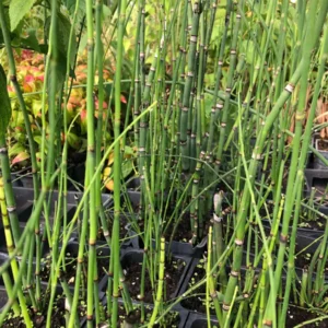 Horsetail Grass Live Plant - Equisetum Hyemale - 4 inch Pot - Outdoor Aquatic - Image 6