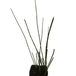 Horsetail Grass Live Plant - Equisetum Hyemale - 4 inch Pot - Outdoor Aquatic - Image 7