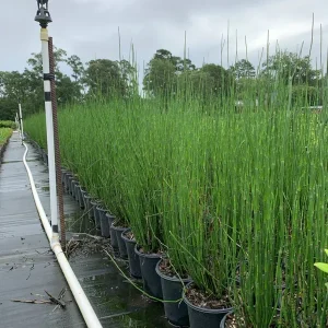 Horsetail Reed (Equisetum Hyemale) Live Plant – 6 inch Pot for Water Gardens - Image 2