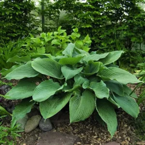Hosta Big Blue Mixed Bare Roots - Perennial Shade Loving Plants, USDA Zones 3-9 - Image 2