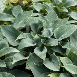 Hosta 'Halcyon' Live Plant – Blue-Green Perennial – Quart Pot – Outdoor - Image 2