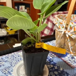 Hosta 'Halcyon' Live Plant – Blue-Green Perennial – Quart Pot – Outdoor - Image 5