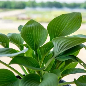 Hosta 'Halcyon' Live Plant – Blue-Green Perennial – Quart Pot – Outdoor - Image 6