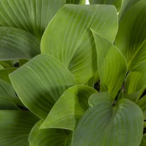 Hosta 'Halcyon' Live Plant – Blue-Green Perennial – Quart Pot – Outdoor - Image 7