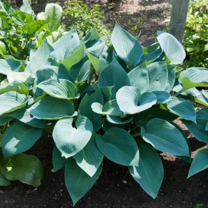 Hosta 'Halcyon' Live Plant – Blue-Green Perennial – Quart Pot – Outdoor - Image 8